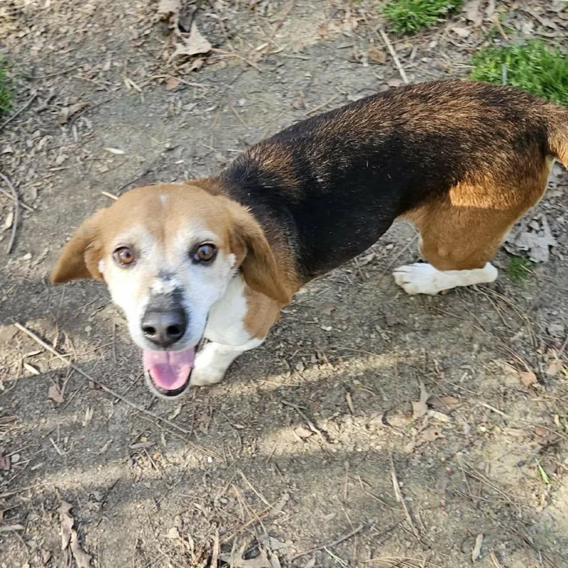 A senior small-sized male Brown / Chocolate Mixed Breed dog named Barry Sadler for adoption in Fredericksburg, VA