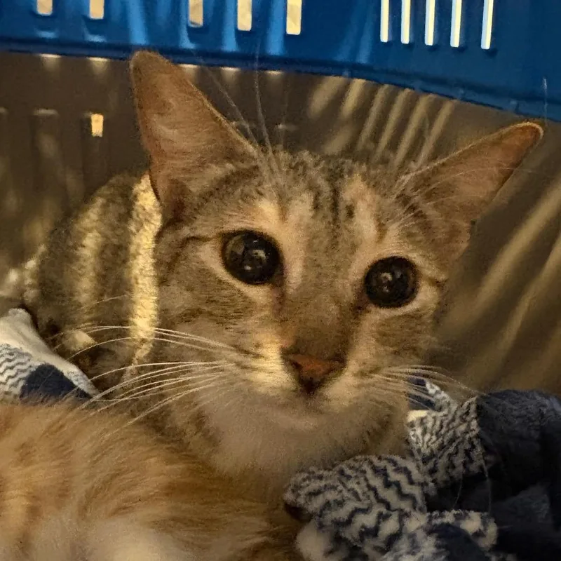 A young medium-sized female Calico Domestic Short Hair cat named Duchess for adoption in Costa Mesa, CA