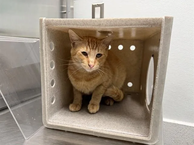 A young medium-sized male Domestic Short Hair cat named Clover for adoption in Antioch, CA