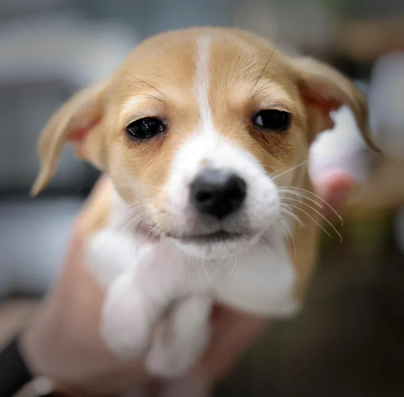 A baby small-sized male Chihuahua dog named Halcyon for adoption in Palatine, IL