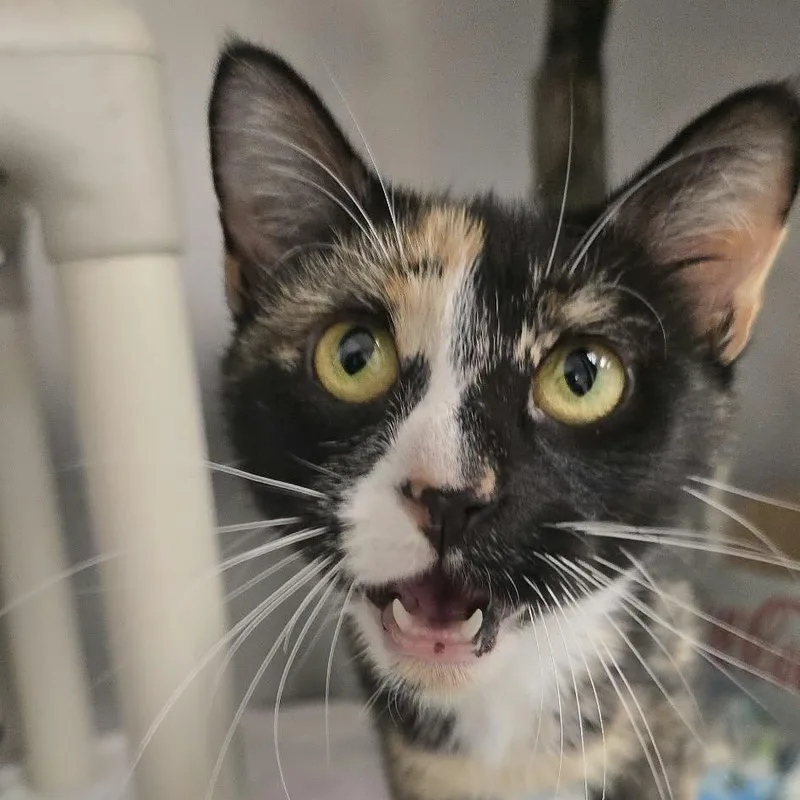 An adult medium-sized female Calico Domestic Short Hair cat named Hex for adoption in Orange, VA