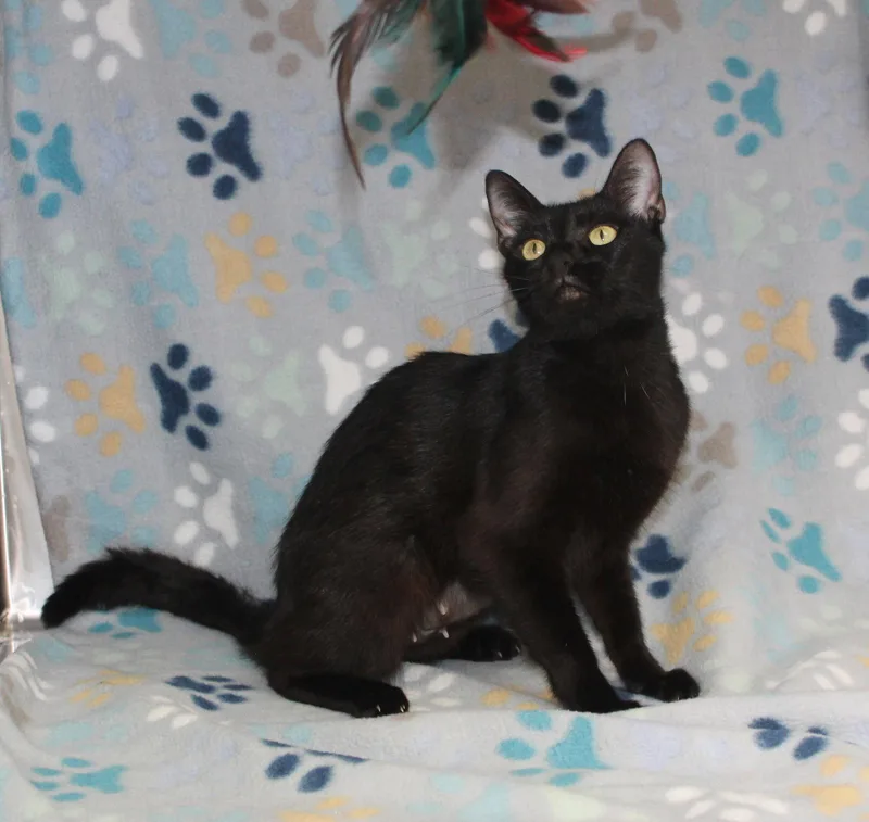 An adult medium-sized female Black Domestic Short Hair cat named Hoppy for adoption in Prattville, AL