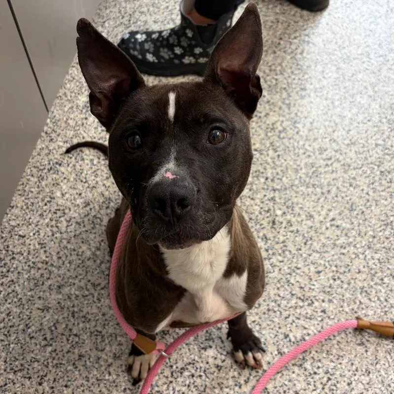 An adult medium-sized female Brindle Mixed Breed dog named Jules for adoption in Red House, WV