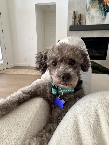 An adult small-sized male Poodle dog named Trini for adoption in Fort Worth, TX