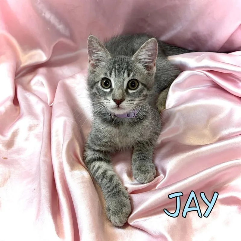 A baby small-sized male Blue Point Domestic Short Hair cat named Jay for adoption in tucson, AZ