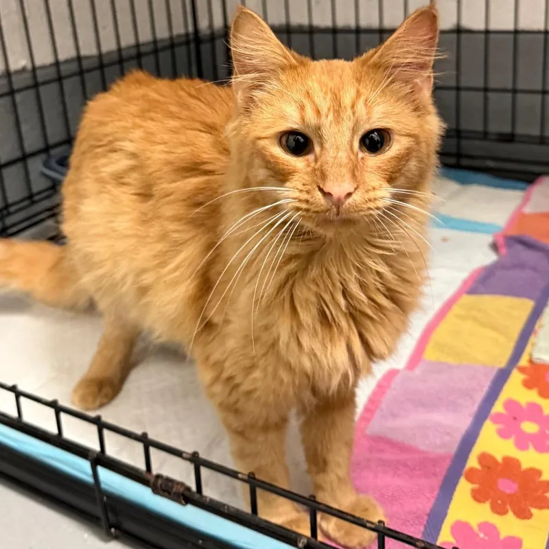 A young medium-sized male Domestic Medium Hair cat named Chester for adoption in Ewing, NJ