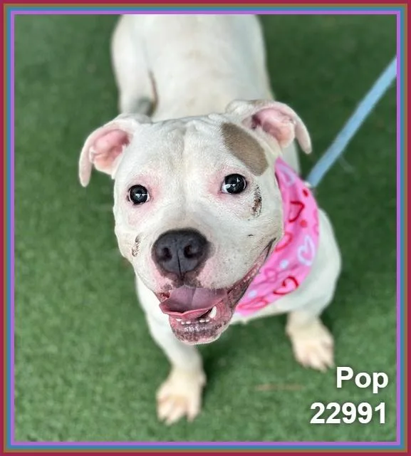 A young medium-sized female Staffordshire Bull Terrier dog named Pop for adoption in Marietta, GA