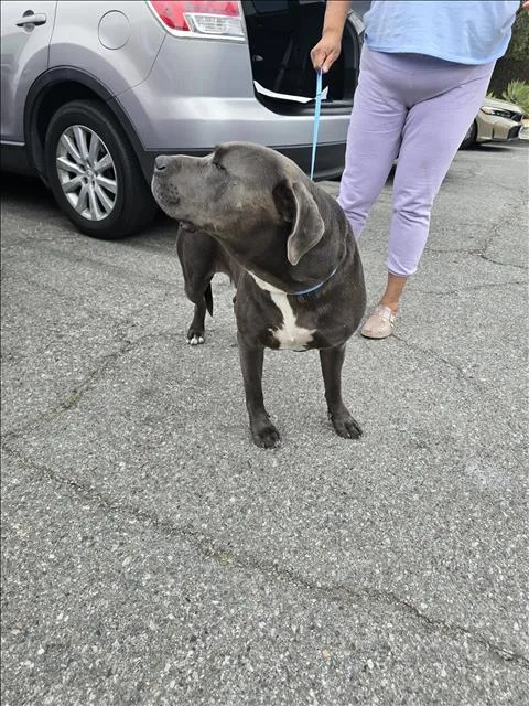 A young extra large-sized male Pit Bull Terrier dog named Chase for adoption in Los Angeles, CA