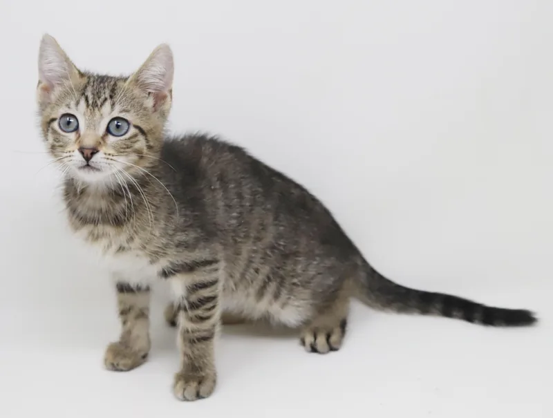 A baby small-sized female Tabby (Brown / Chocolate) Tabby cat named Priya Will Fill Your for adoption in Bedford Hills, NY