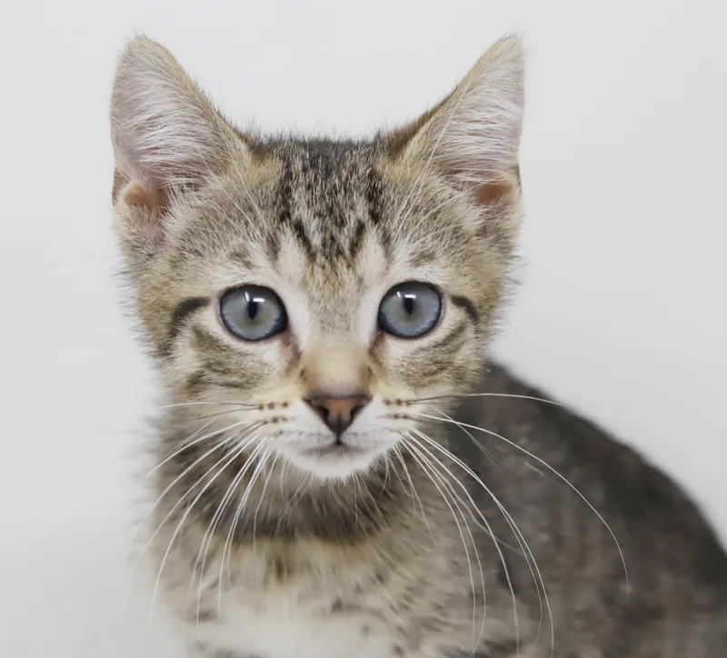 Priya Will Fill Your thumbnail 3