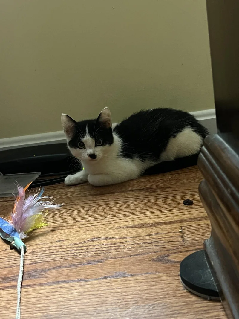 A baby medium-sized male Black & White / Tuxedo Domestic Short Hair cat named Hocevar for adoption in Herndon, VA