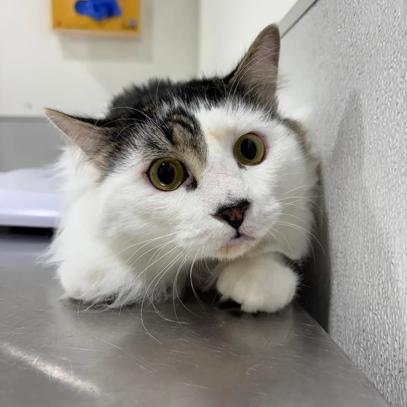A young large-sized male White Domestic Long Hair cat named Yap for adoption in Tampa, FL