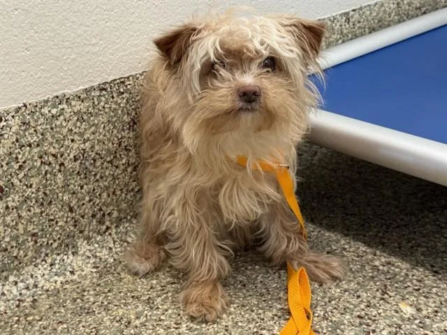 A young small-sized female Terrier dog named Fireworks for adoption in Colorado Springs, CO