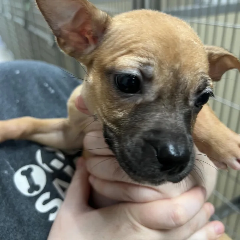 A baby medium-sized female Yellow / Tan / Blond / Fawn Pit Bull Terrier dog named Mysaria for adoption in Pekin, IL