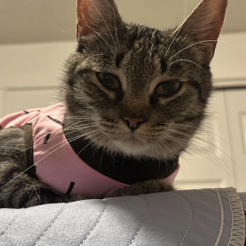 A young medium-sized female Tabby (Buff / Tan / Fawn) Domestic Short Hair cat named Adrian for adoption in Portland, OR