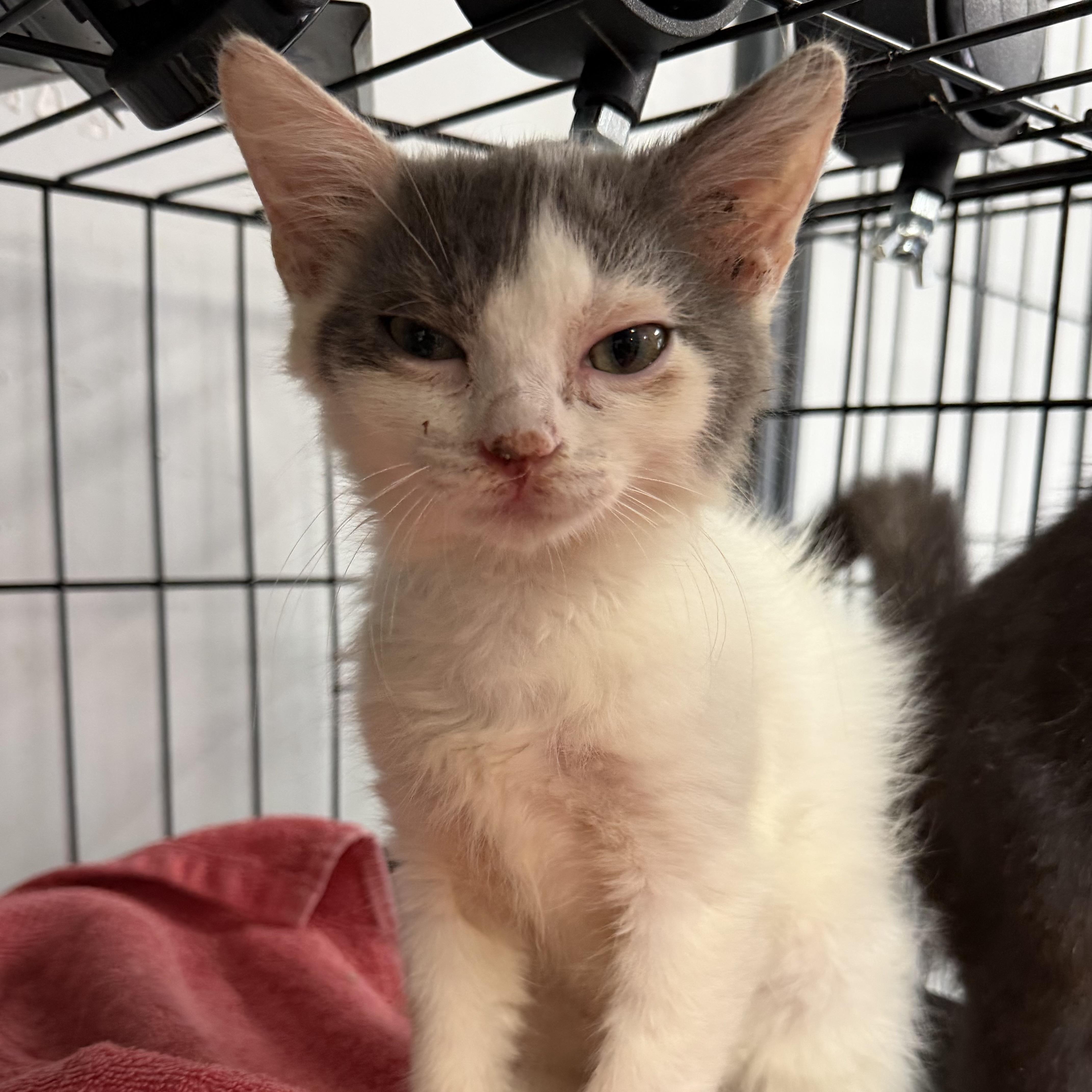 A baby medium-sized female Domestic Short Hair cat named Moray for adoption in Columbia, SC