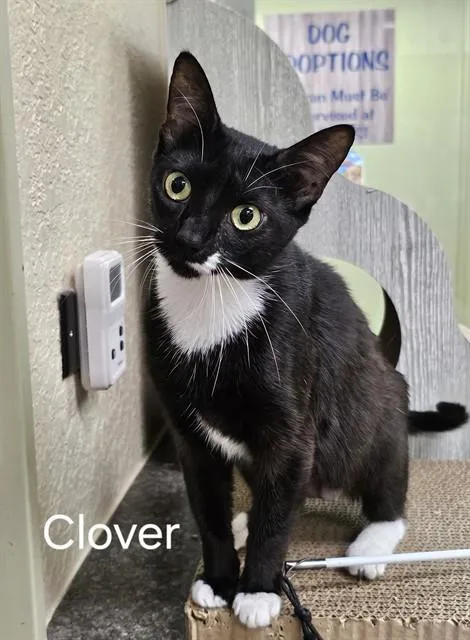 A young medium-sized female Domestic Short Hair cat named Clover for adoption in Fort Myers, FL