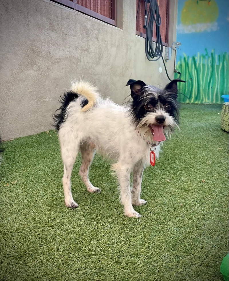 A young small-sized male White / Cream Shih Tzu dog named Eggs Benedict for adoption in Phoenix, AZ