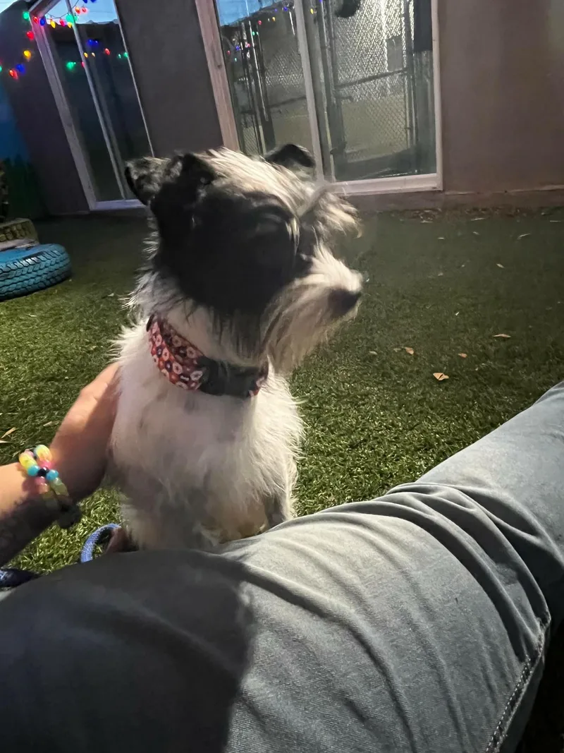 Eggs Benedict thumbnail 2