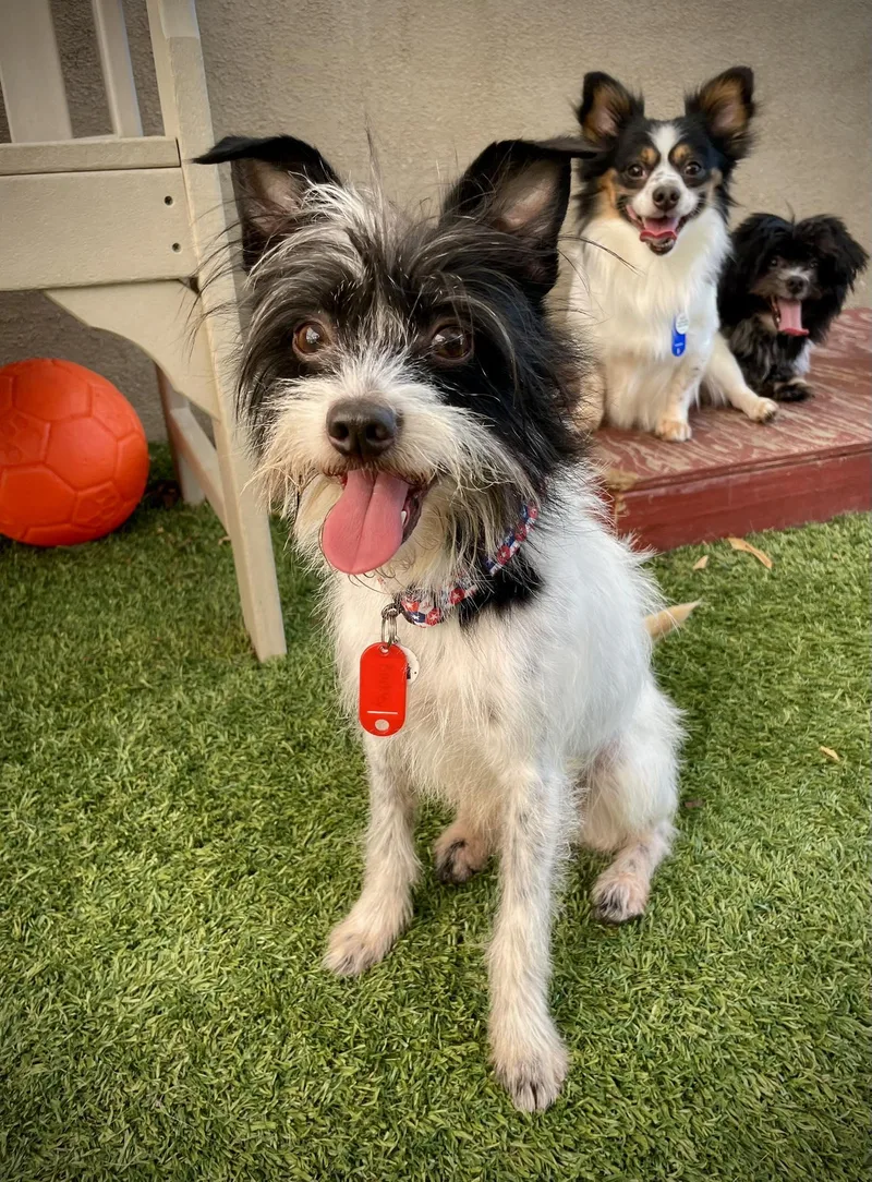 Eggs Benedict thumbnail 3