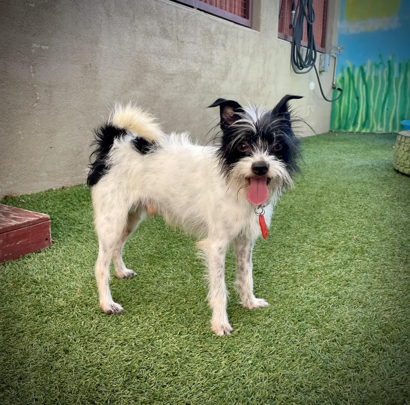 Eggs Benedict thumbnail 4