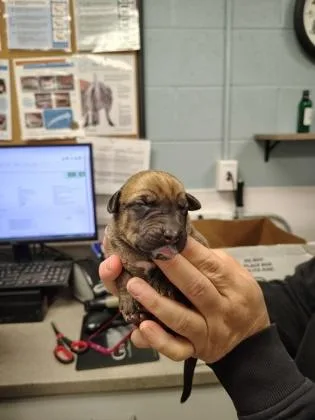 A baby small-sized female Terrier dog named White Band for adoption in Gastonia, NC