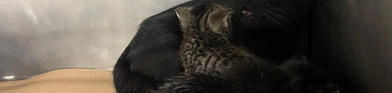 A baby small-sized male Domestic Short Hair cat named Kobi for adoption in Cartersville , GA