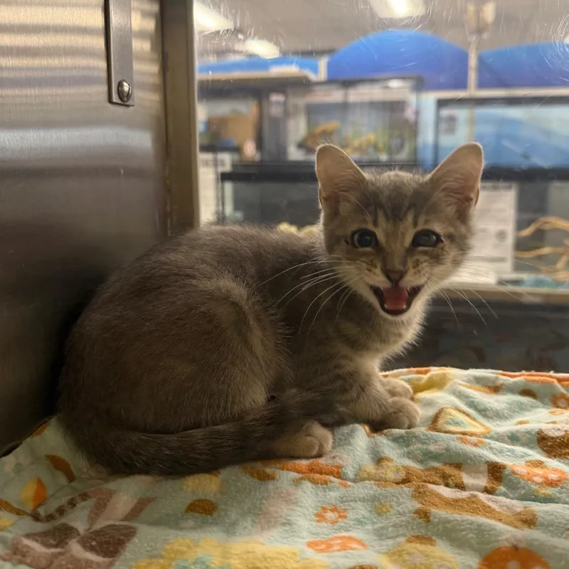 A baby small-sized female Gray / Blue / Silver Domestic Short Hair cat named Hailey for adoption in Hemet, CA