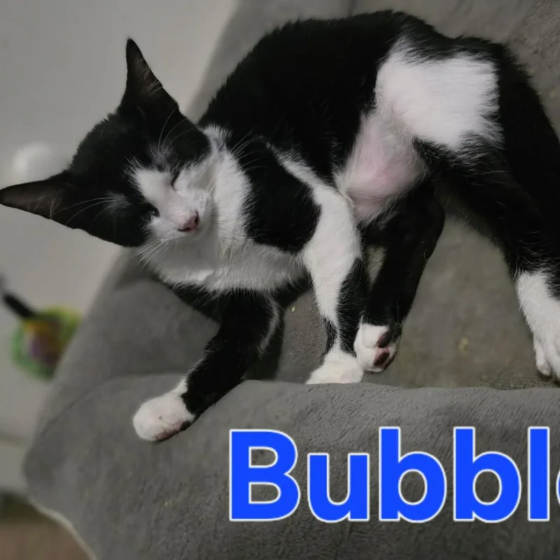 A baby small-sized male Black Domestic Short Hair cat named Bubbles for adoption in Leander, TX