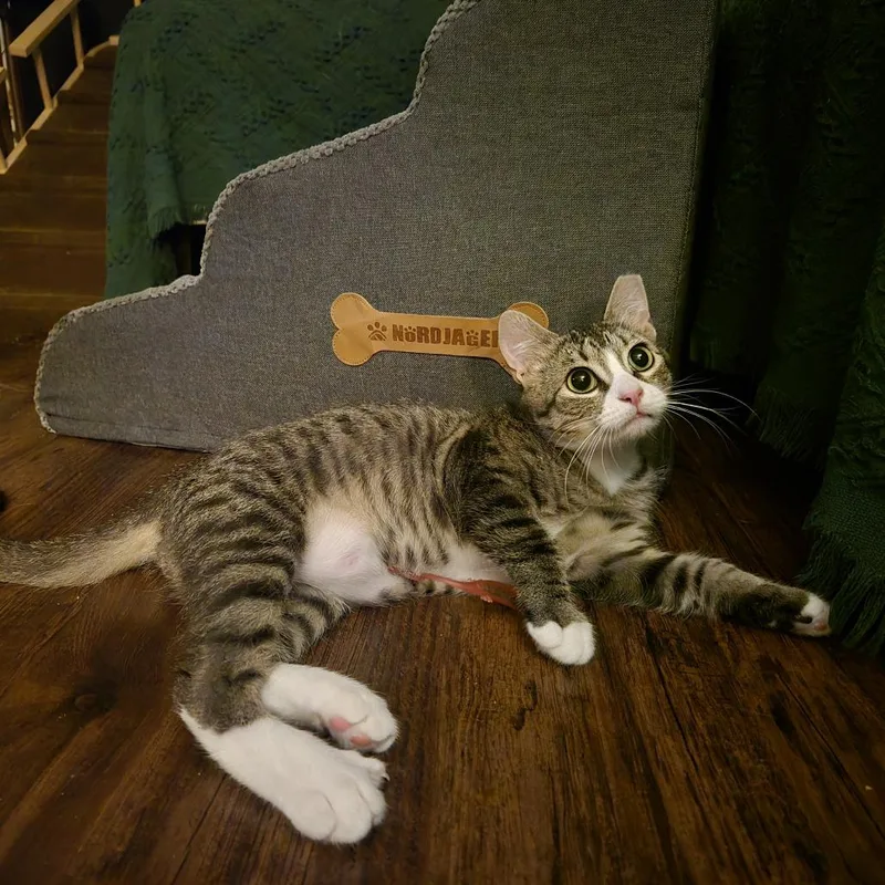 Mr. Tumnus