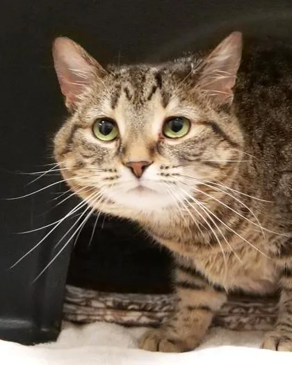 An adult medium-sized female Domestic Short Hair cat named Millie for adoption in Fishers, IN
