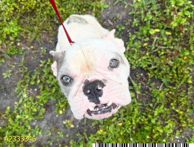 An adult medium-sized male Mixed Breed dog named Luffy for adoption in West Palm Beach, FL