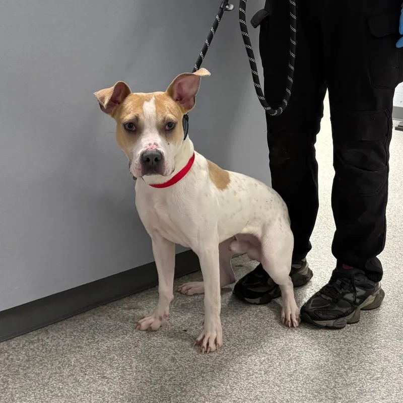A young medium-sized male White / Cream Mixed Breed dog named Enzo for adoption in East Hanover, NJ