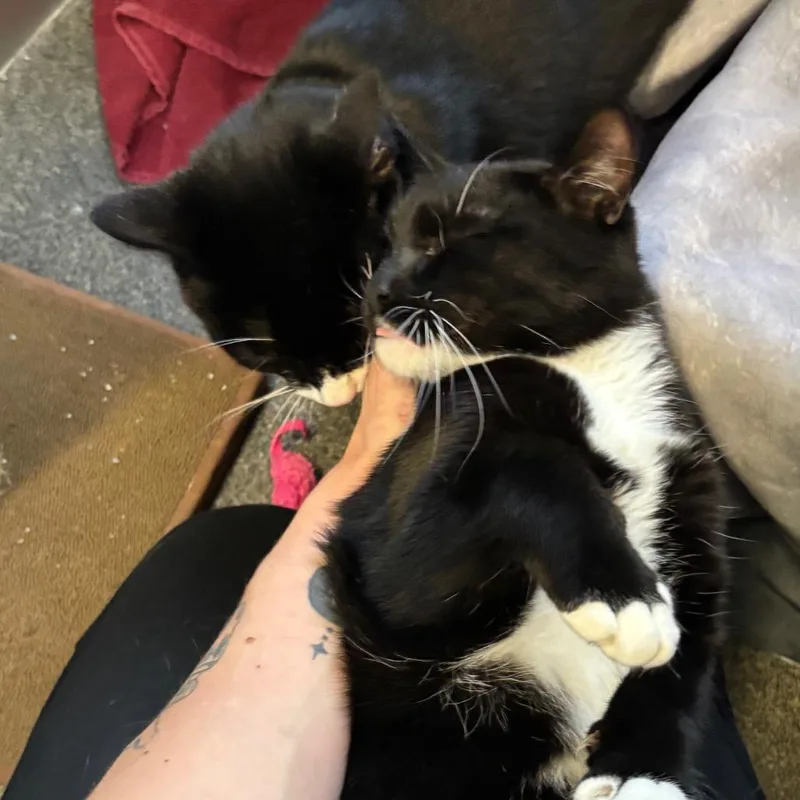 A young large-sized male Black Domestic Short Hair cat named Billy for adoption in Grand Rapids, MI