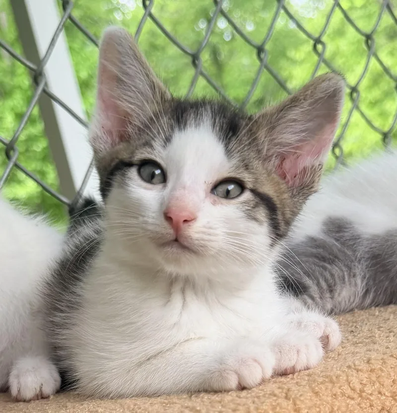 A baby medium-sized male Gray & White Tabby cat named Cupcake for adoption in Pittsburgh, PA