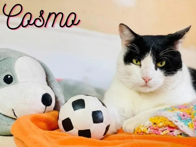 Cosmo thumbnail 2