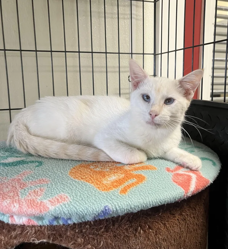 A baby small-sized male Siamese cat named Merlin for adoption in Hillsboro, TX