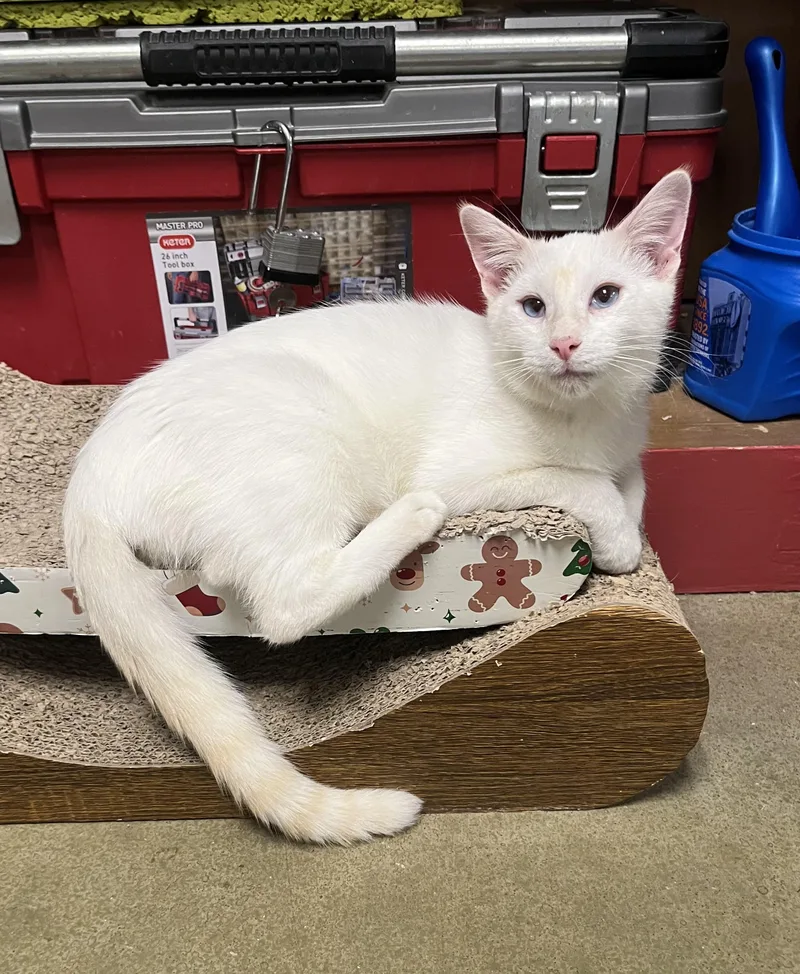 Merlin thumbnail 3
