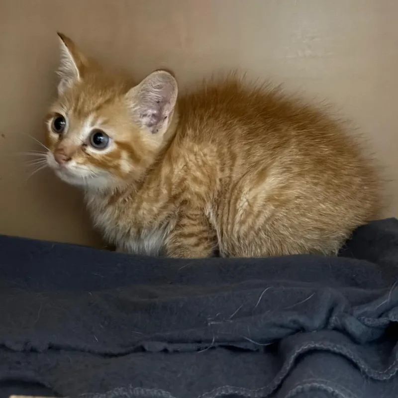 A baby small-sized male Orange / Red Domestic Short Hair cat named Orangespice for adoption in Madisonville, KY