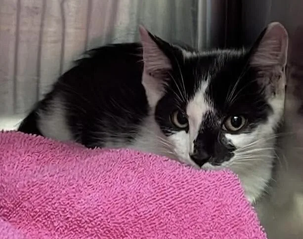 A young medium-sized male Black & White / Tuxedo Domestic Short Hair cat named Sonny for adoption in Burgaw, NC