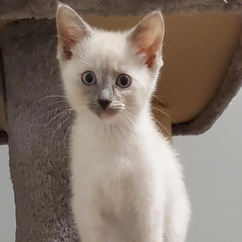 A baby small-sized female White Domestic Short Hair cat named Half & Half for adoption in Granville, OH