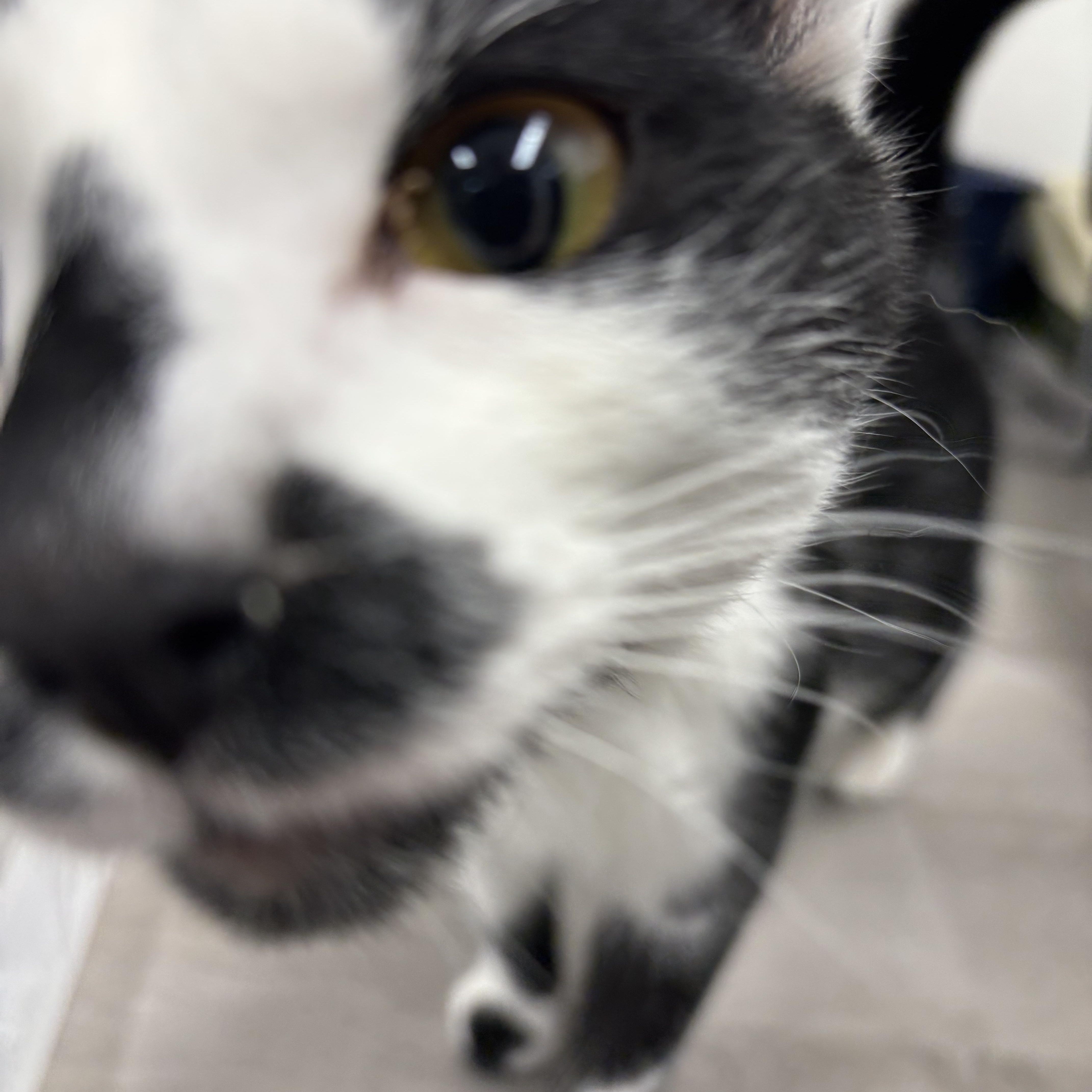 A baby medium-sized male Black & White / Tuxedo Domestic Short Hair cat named Checkers for adoption in Renton , WA