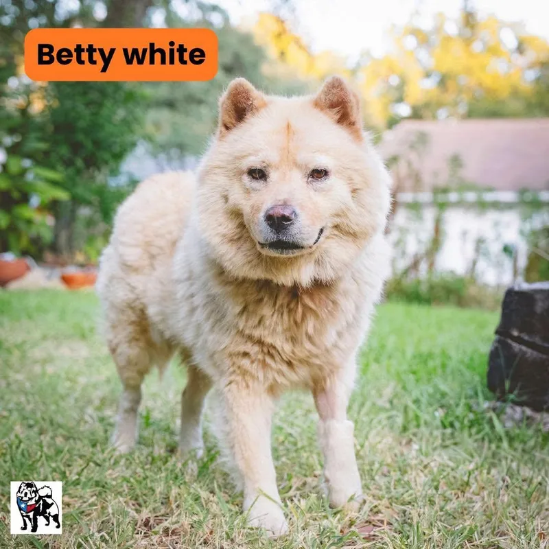 An adult medium-sized male Chow Chow dog named Betty White fka Lucinda for adoption in Houston, TX