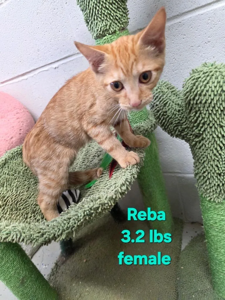 A baby medium-sized female Domestic Short Hair cat named Reba for adoption in Camden, TN