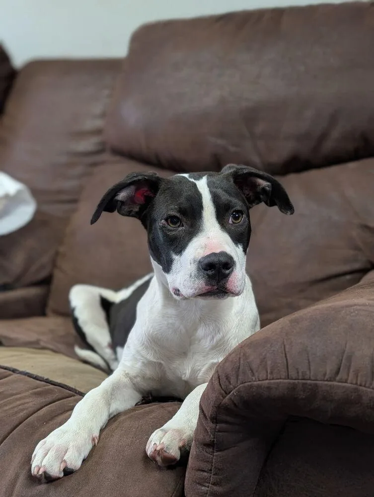 A baby medium-sized female Tricolor (Brown, Black, & White) Pit Bull Terrier dog named Scout for adoption in Horn Lake, MS