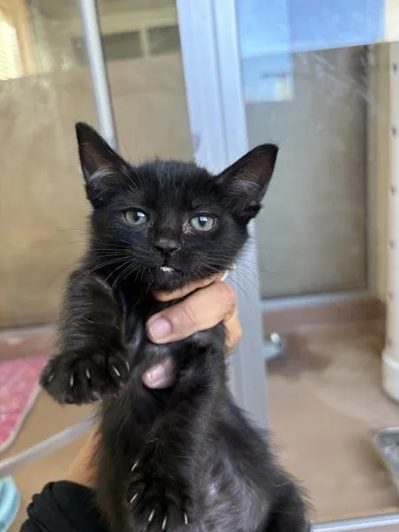 A baby small-sized male Domestic Short Hair cat named Candy Apple for adoption in Kennewick, WA