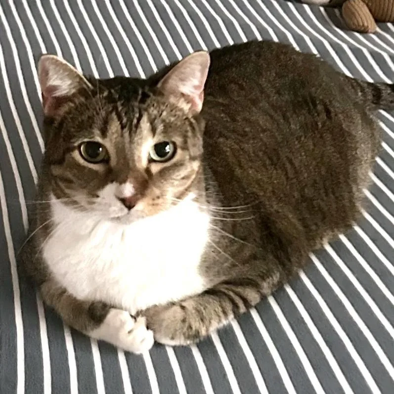 Mystery Loaf thumbnail 5