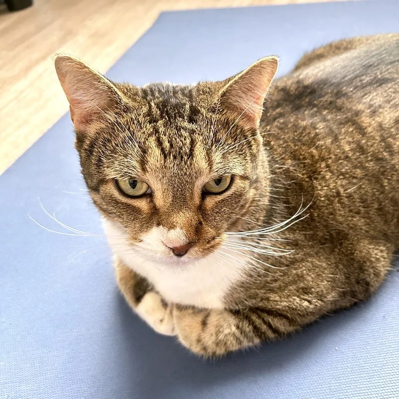 Mystery Loaf thumbnail 6