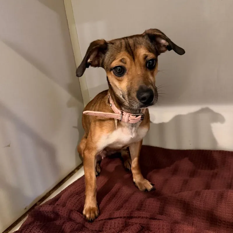 An adult small-sized female Miniature Dachshund dog named Button for adoption in Port Charlotte, FL