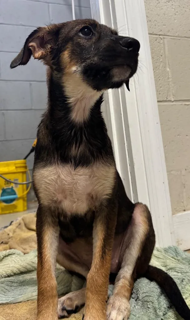 A baby large-sized female Mixed Breed dog named Maple for adoption in Metter, GA